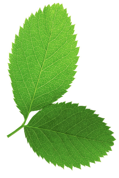 两片绿叶孤立在白色背景上。图片下载