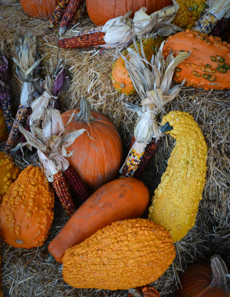 秋天的静物图片下载