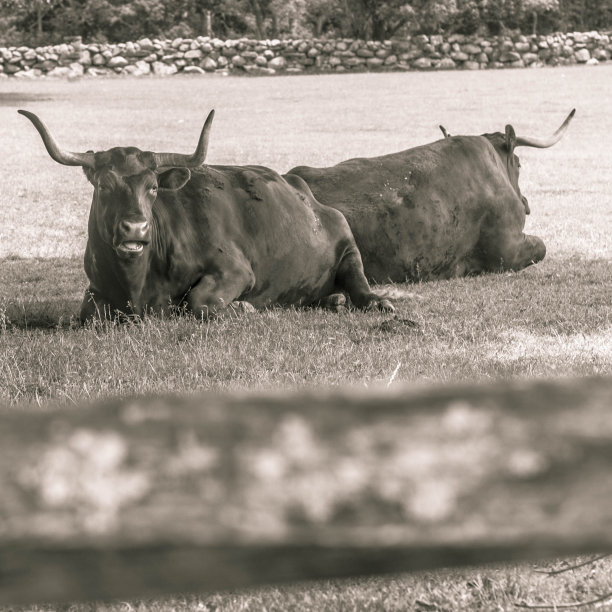 牛在牧场图片下载