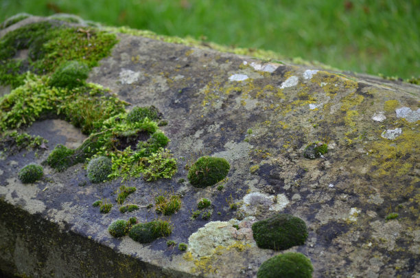 石墙上的苔藓，特写图片下载