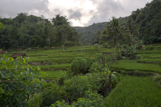 镇上的稻田图片下载