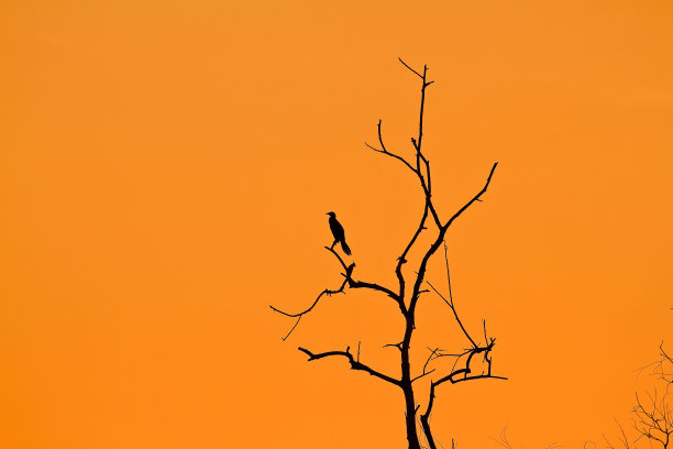 树上的鸟图片下载