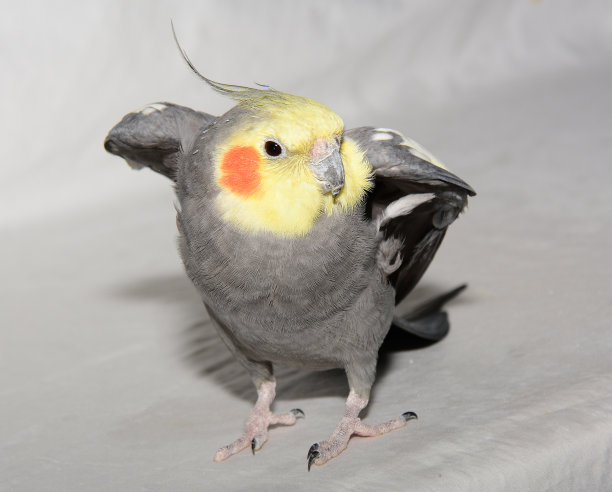 澳洲鹦鹉图片下载