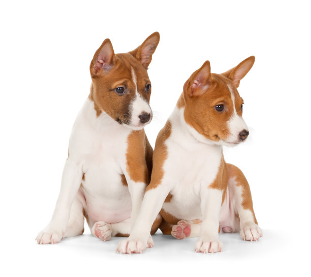 巴辛吉小狗图片下载