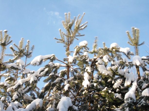 阳光照射的松树枝上。图片下载