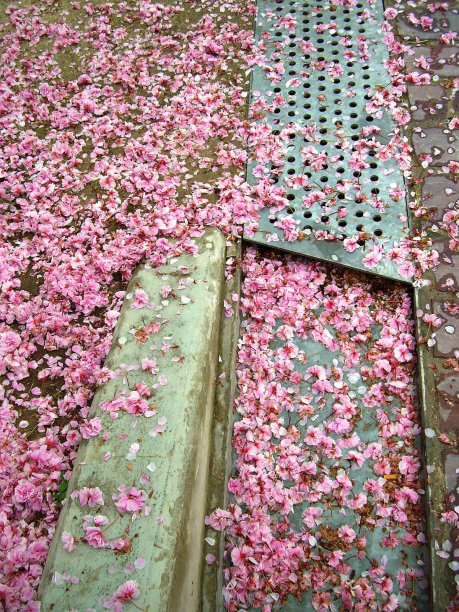 带有金属纹理的砖道上的花朵图片下载