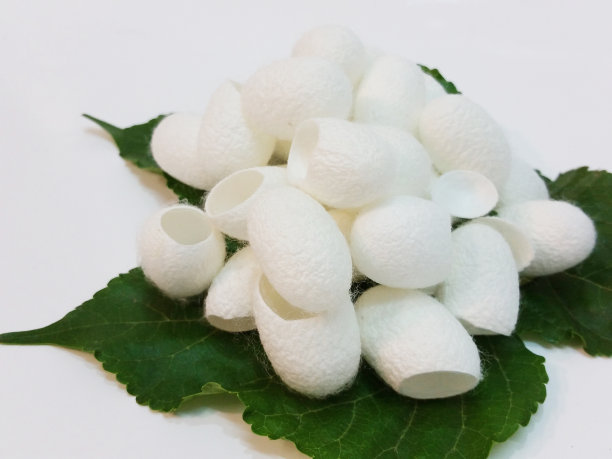 有机白色蚕茧图片下载