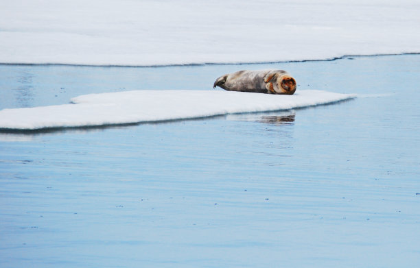 海豹,斯瓦尔巴特群岛图片下载