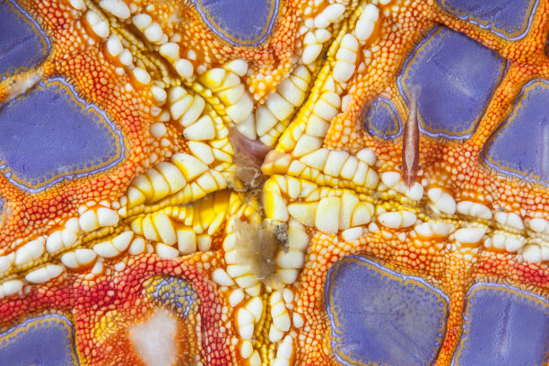 彩色海星和共生虾图片下载