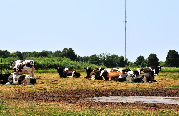 牛和天线图片下载