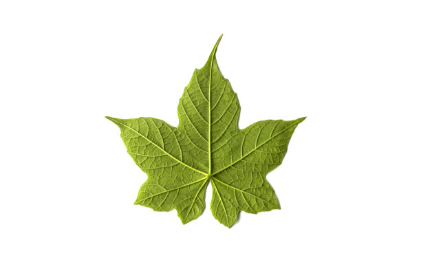 在白色背景上孤立的叶子图片下载