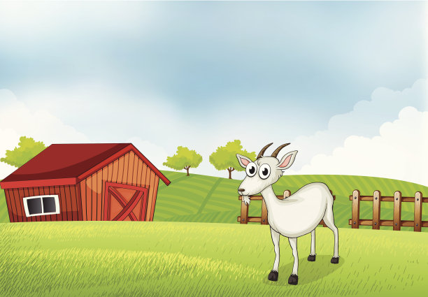 农场里的白山羊图片下载