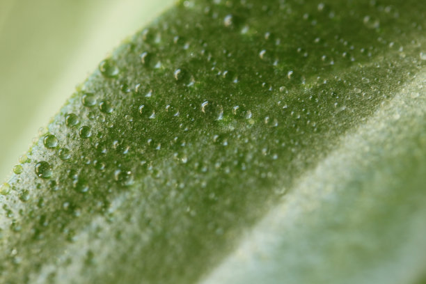 叶子上的雨滴图片下载