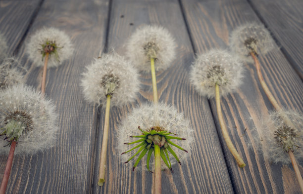 野花和陈年的木头。以乡村风格装饰的明信片图片下载