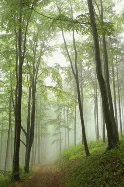 春季山毛榉森林图片下载