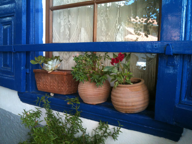 窗口和植物图片下载