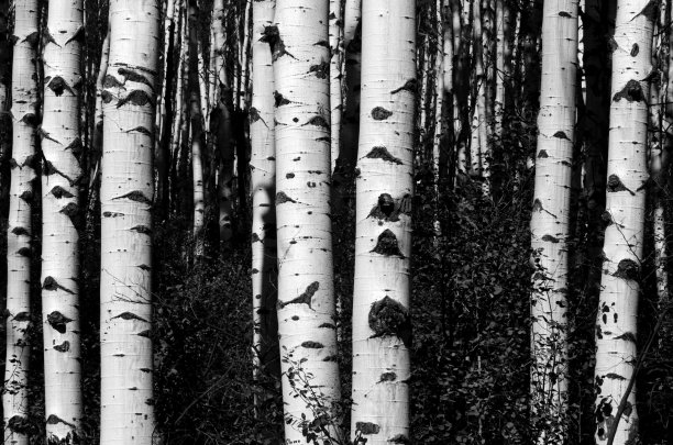 黑色和白色的白杨树树干图片下载