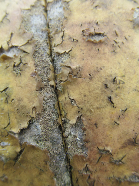 质地-旧皮革足球图片下载