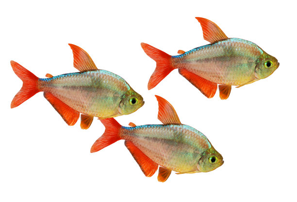 分离的红蓝哥伦比亚水族四鳃鱼图片下载