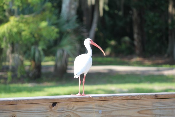白鹭在等一个朋友图片下载