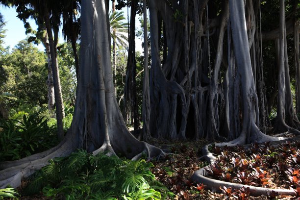热带雨林图片下载