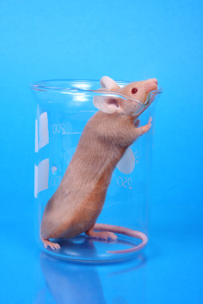 实验室的老鼠图片下载