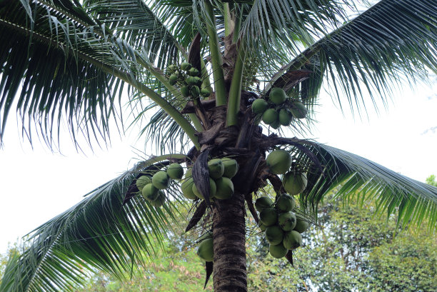 椰子树图片下载