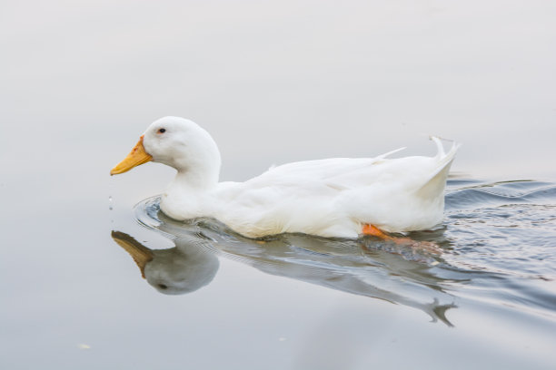 鸭白图片下载