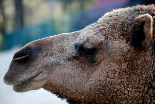 骆驼图片下载