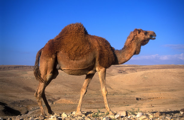 沙漠中的骆驼图片下载
