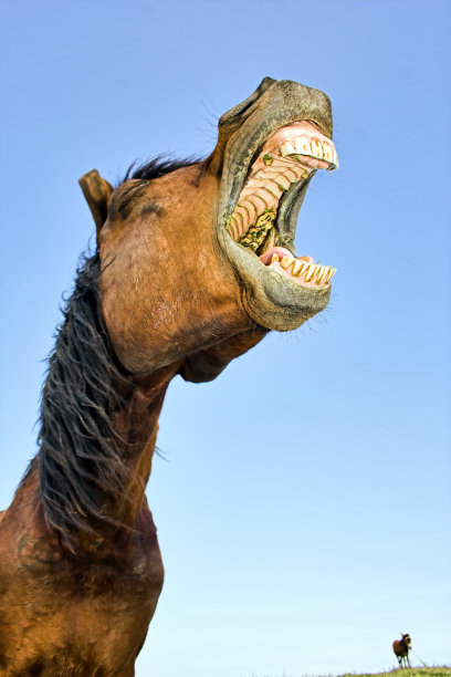一匹马张开大嘴，天空一片蔚蓝图片下载
