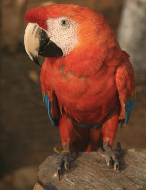 红色的鹦鹉图片下载
