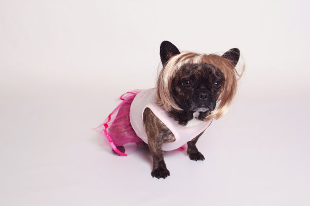 狗的女孩图片下载