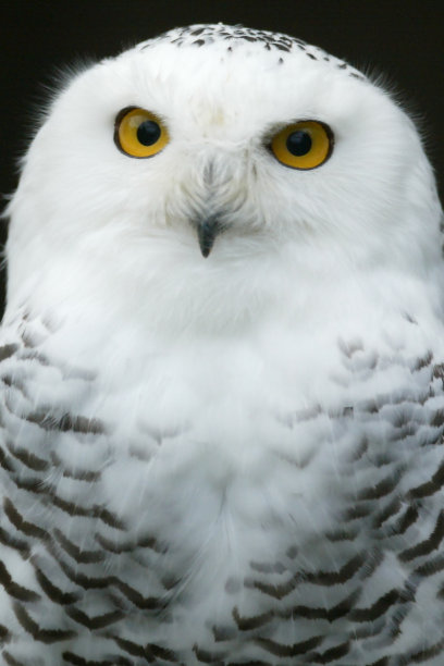 雪鸮特写镜头图片下载