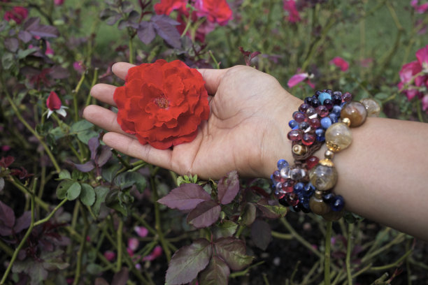 红玫瑰在身边，女士。图片下载