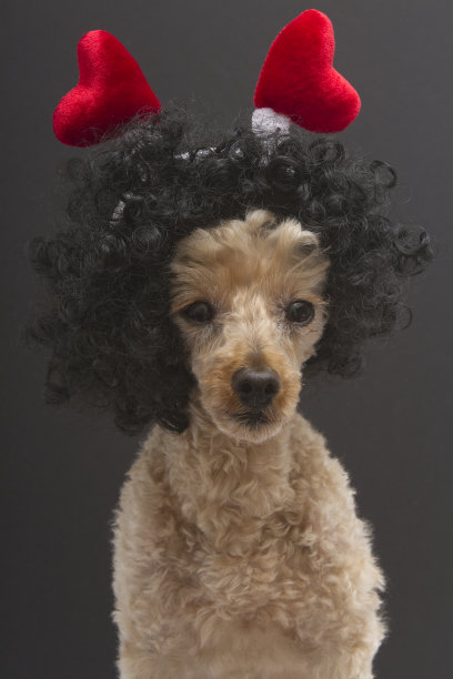 带心形头带的贵宾犬图片下载