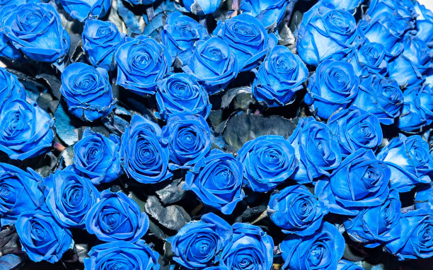 色彩鲜艳的蓝玫瑰图片下载