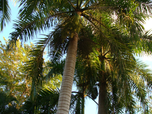 棕榈树图片下载