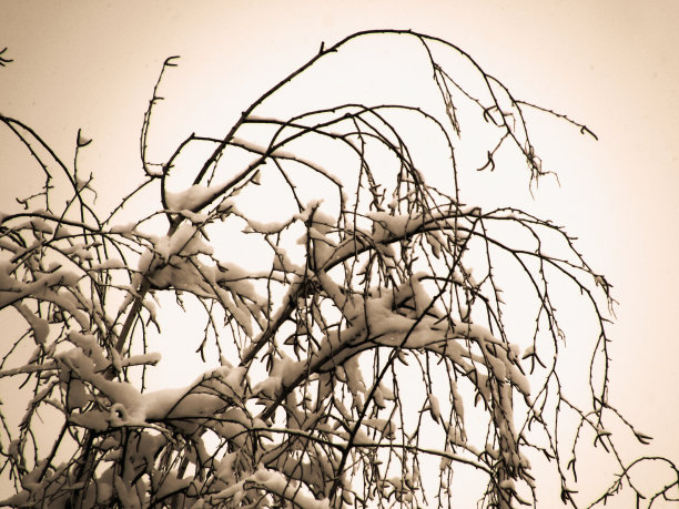 的分支机构图片下载