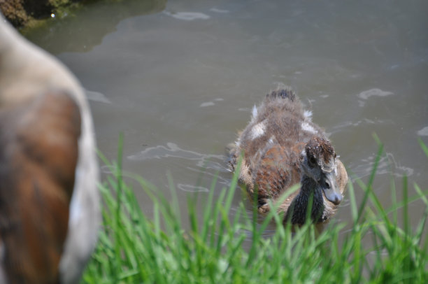 埃及高斯林图片下载