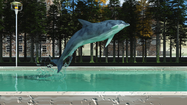 海洋哺乳动物图片下载