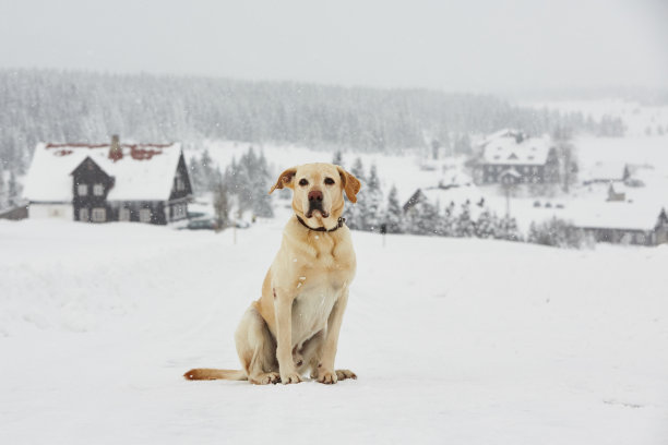 寒冷的冒险图片下载