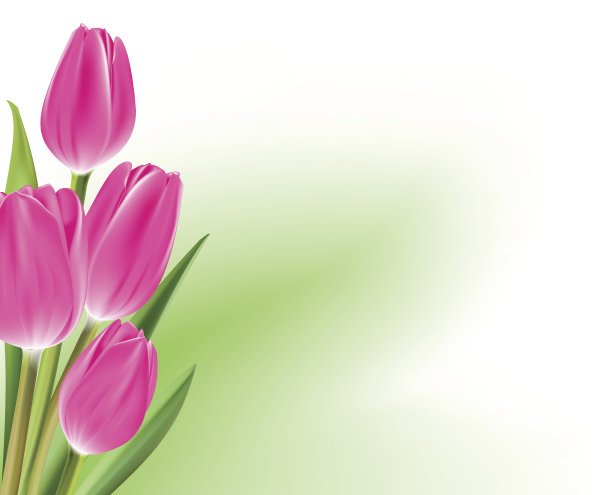 现实的彩色郁金香在孤立的背景图片下载