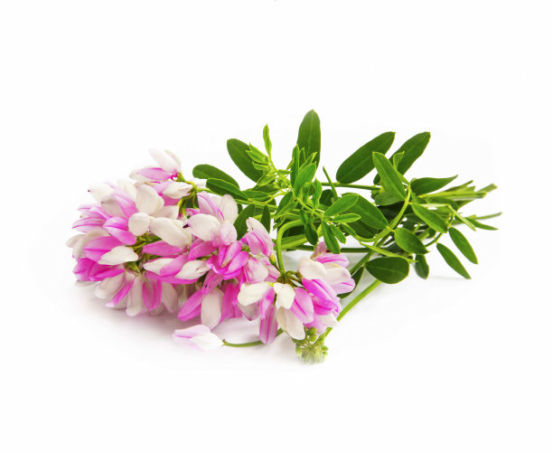 孤立的粉红色野花图片下载