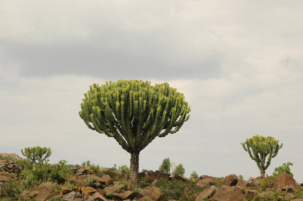 埃塞俄比亚的仙人掌树图片下载