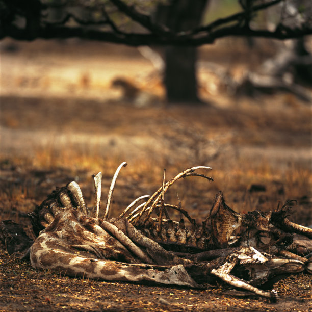 长颈鹿图片下载