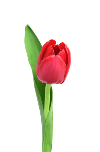 郁金香图片下载