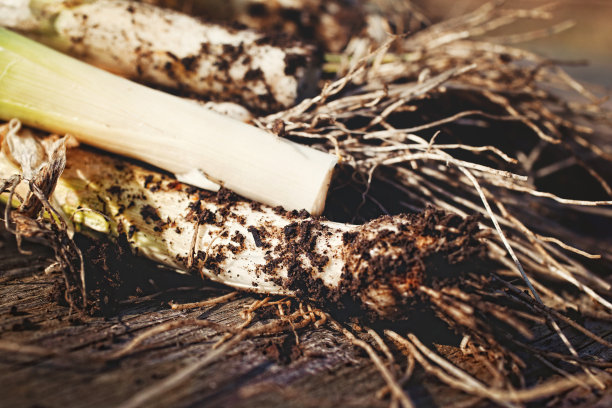 收获韭菜图片下载