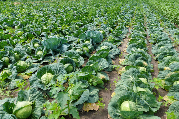 季节性的田间工作-收获卷心菜图片下载
