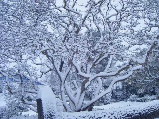 雪覆盖的分支图片下载
